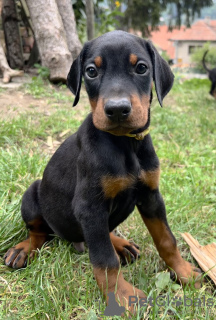 Photo №2 to announcement № 71818 for the sale of dobermann - buy in Serbia breeder