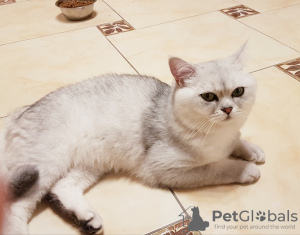 Photo №1. Mating service - breed: british shorthair. Price - negotiated