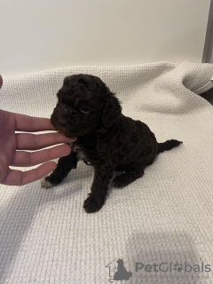 Additional photos: Lagotto Romagnolo puppies