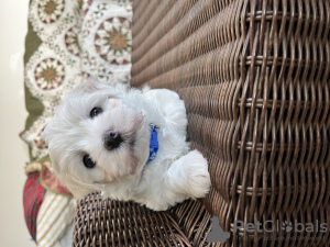 Photo №4. I will sell maltese dog in the city of Sioux Falls. private announcement - price - negotiated
