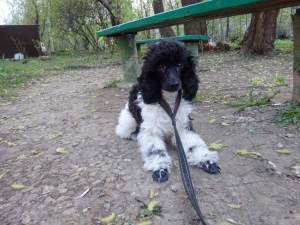 Photo №1. poodle (dwarf) - for sale in the city of Moscow | Negotiated | Announcement № 4367