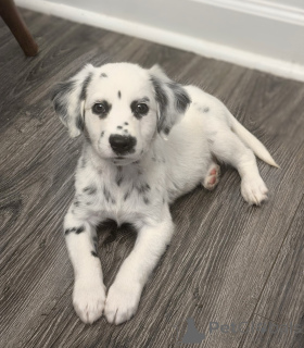 Photo №1. dalmatian dog - for sale in the city of Berlin | negotiated | Announcement № 177684