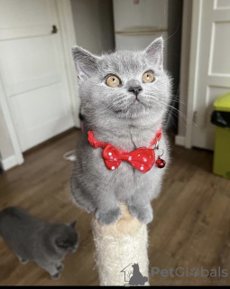 Photo №3. British shorthair. Germany