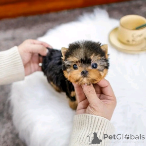 Photo №1. yorkshire terrier - for sale in the city of Chicago | 400$ | Announcement № 137725