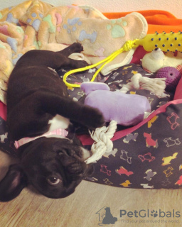 Photo №3. щенки французского бульдога. Germany