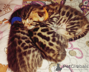 Photo №1. bengal cat - for sale in the city of Khabarovsk | 325$ | Announcement № 106719