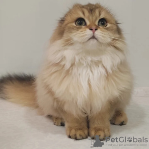 Photo №4. I will sell scottish fold in the city of Brest. from nursery - price - 800$