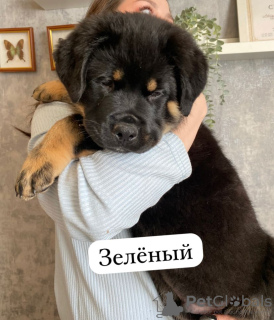 Photo №4. I will sell rottweiler in the city of Kazan. private announcement - price - 39$