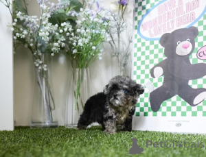 Photo №3. Dean Janet Kay puppies house. United States