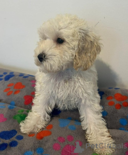 Photo №1. cavalier king charles spaniel - for sale in the city of Arnsberg | 413$ | Announcement № 157686