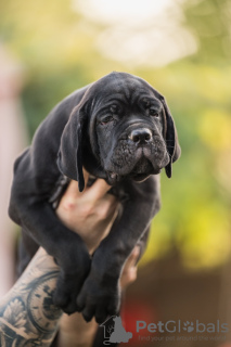 Additional photos: Cane Corso puppies