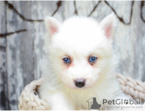 Photo №1. pomeranian, siberian husky - for sale in the city of Sydney | Is free | Announcement № 17284