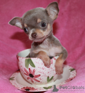 Photo №1. chihuahua - for sale in the city of Berlin | negotiated | Announcement № 128526
