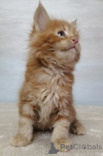 Photo №1. maine coon - for sale in the city of Brussels | Is free | Announcement № 165767