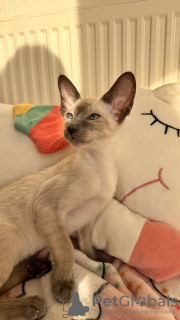Photo №4. I will sell oriental shorthair in the city of Odessa. private announcement - price - 1102$