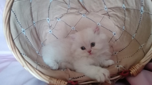 Photo №2 to announcement № 2247 for the sale of persian cat - buy in Belarus private announcement