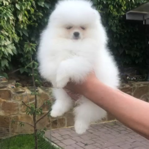 Photo №2 to announcement № 3050 for the sale of pomeranian - buy in Russian Federation from nursery, breeder