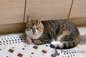 Photo №1.  - for sale in the city of Minsk | Is free | Announcement № 166532