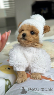 Photo №4. I will sell maltese dog in the city of Berlin. breeder - price - negotiated