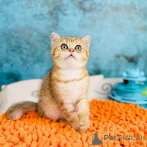 Photo №4. I will sell scottish straight in the city of Kiev. breeder - price - 500$