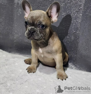 Photo №2 to announcement № 98684 for the sale of french bulldog - buy in United States 