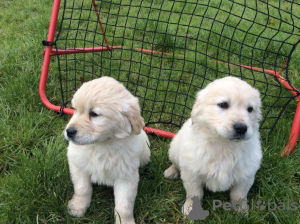 Photo №2 to announcement № 89697 for the sale of golden retriever - buy in Germany private announcement
