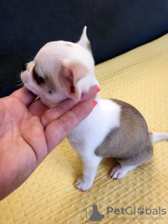 Additional photos: Mini Chihuahuas