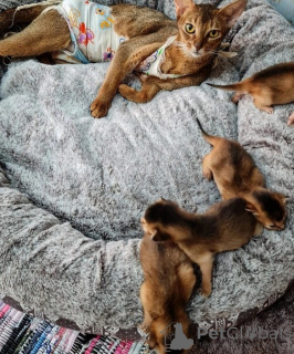 Photo №1. abyssinian cat - for sale in the city of Антверпен | negotiated | Announcement № 75558