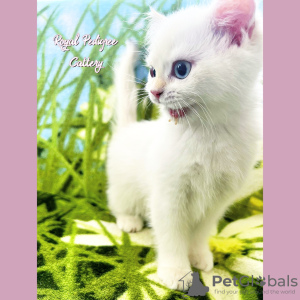 Photo №2 to announcement № 50592 for the sale of british shorthair - buy in Turkey breeder