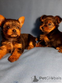 Photo №2 to announcement № 17600 for the sale of yorkshire terrier - buy in Russian Federation private announcement