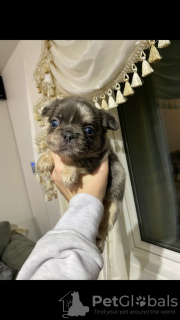 Photo №4. I will sell french bulldog in the city of Leipzig. private announcement - price - 1000$