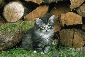 Photo №2 to announcement № 138856 for the sale of norwegian forest cat - buy in Germany private announcement, breeder