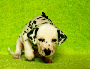 Photo №3. High-breed Dalmatian puppies. Russian Federation