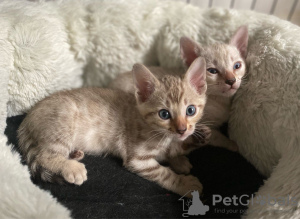 Photo №3. Trained Bengal Cat kittens available. Germany