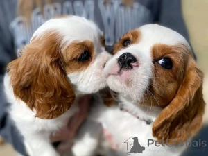 Photo №2 to announcement № 165632 for the sale of cavalier king charles spaniel - buy in Finland private announcement, breeder
