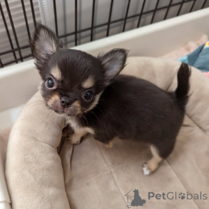 Photo №2 to announcement № 164044 for the sale of chihuahua - buy in Finland private announcement, from the shelter