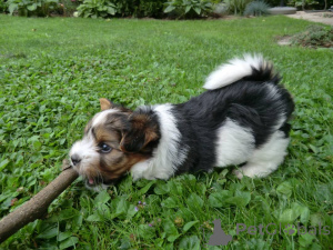 Photo №2 to announcement № 161024 for the sale of beaver yorkshire terrier - buy in Germany 