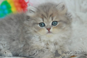 Photo №2 to announcement № 51380 for the sale of british longhair - buy in Ukraine from nursery