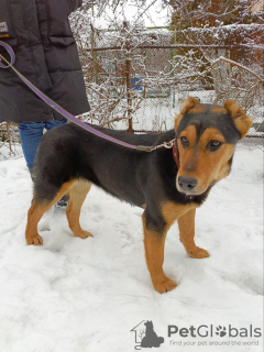 Photo №1. non-pedigree dogs - for sale in the city of Москва | Is free | Announcement № 129542