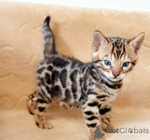 Photo №1. bengal cat - for sale in the city of Espoo | negotiated | Announcement № 174652