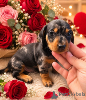 Photo №1. dachshund - for sale in the city of Dyudalang | negotiated | Announcement № 173759