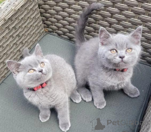 Photo №1. british shorthair - for sale in the city of Fiscari | negotiated | Announcement № 166504
