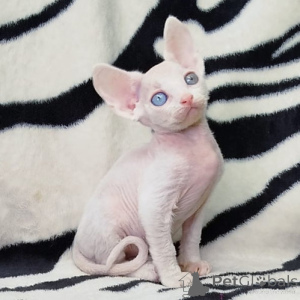 Photo №2 to announcement № 156670 for the sale of devon rex - buy in Germany 