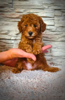 Photo №1. poodle (toy) - for sale in the city of Панчево | negotiated | Announcement № 107794