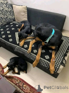 Photo №4. I will sell dobermann in the city of Aalborg. private announcement, breeder - price - 619$