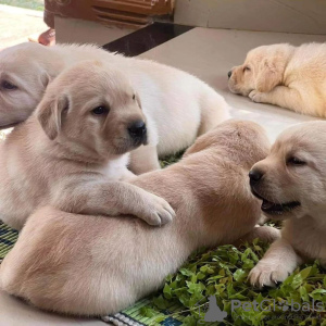 Photo №3. awesome labrador puppies. United States