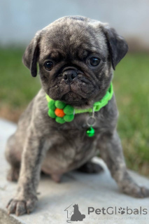 Photo №4. I will sell pug in the city of Sombor. breeder - price - 1412$