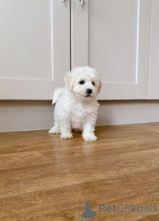 Photo №1. bichon frise - for sale in the city of Klaipėda | 350$ | Announcement № 71656