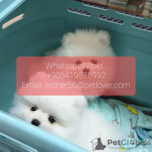 Photo №1. pomeranian - for sale in the city of Falköping | negotiated | Announcement № 47598