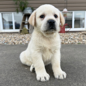 Photo №1. labrador retriever - for sale in the city of Frankfurt | negotiated | Announcement № 166028